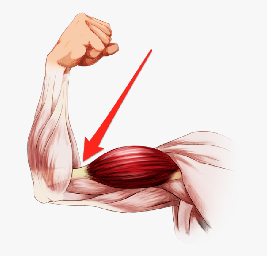 Elbow Clipart Flexed Arm - Bent Arm Muscles , Free Transparent Clipart