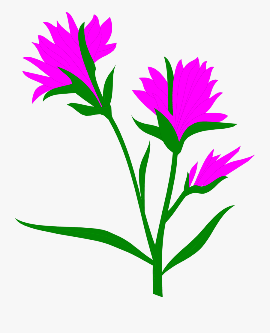 Indian Paintbrush - Cross Pollination And Self Pollination Difference, Transparent Clipart