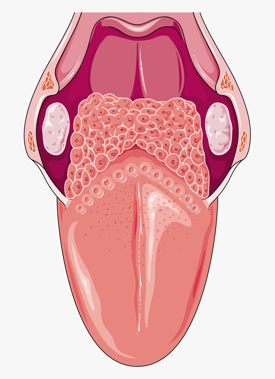 Download The Image - Tongue Anatomy Png, Transparent Clipart