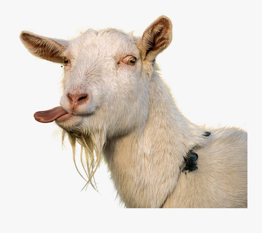 Clip Art Psbattle His Sticking Cutouts - Png Goat, Transparent Clipart