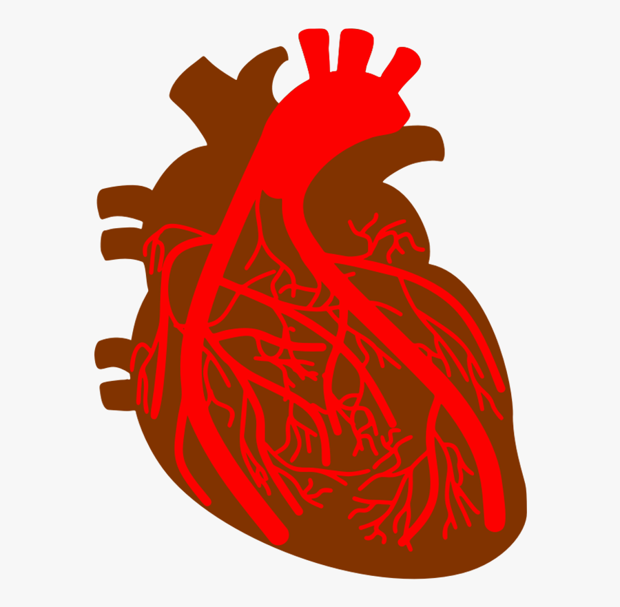 Anatomy Of The Heart Clipart - Corazon Arterias Png, Transparent Clipart