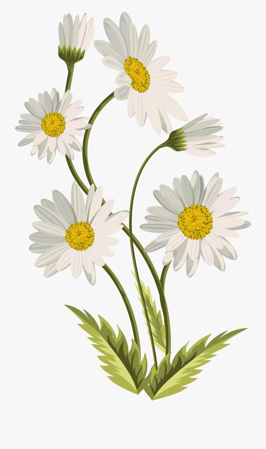 Transparent Background Daisy Flower Png, Transparent Clipart