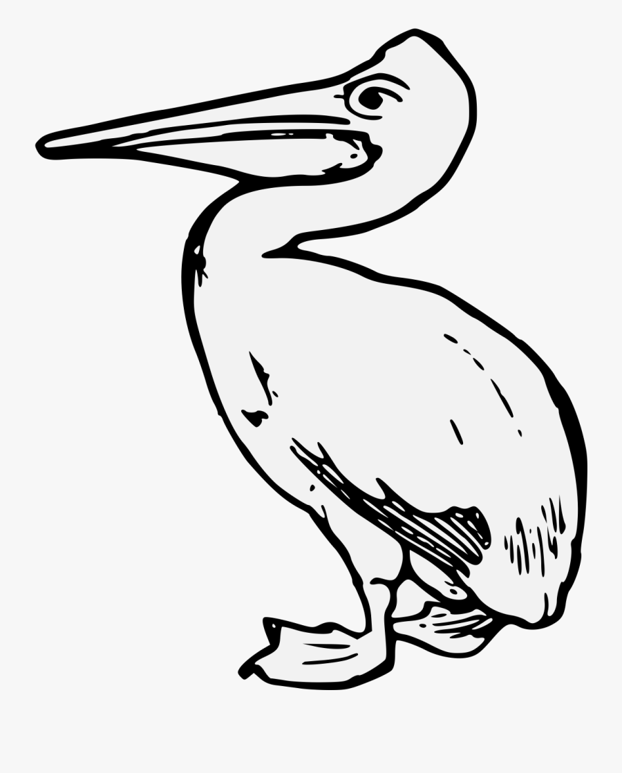 Pelican Drawing Sea Bird - Pelican Line Drawinh, Transparent Clipart