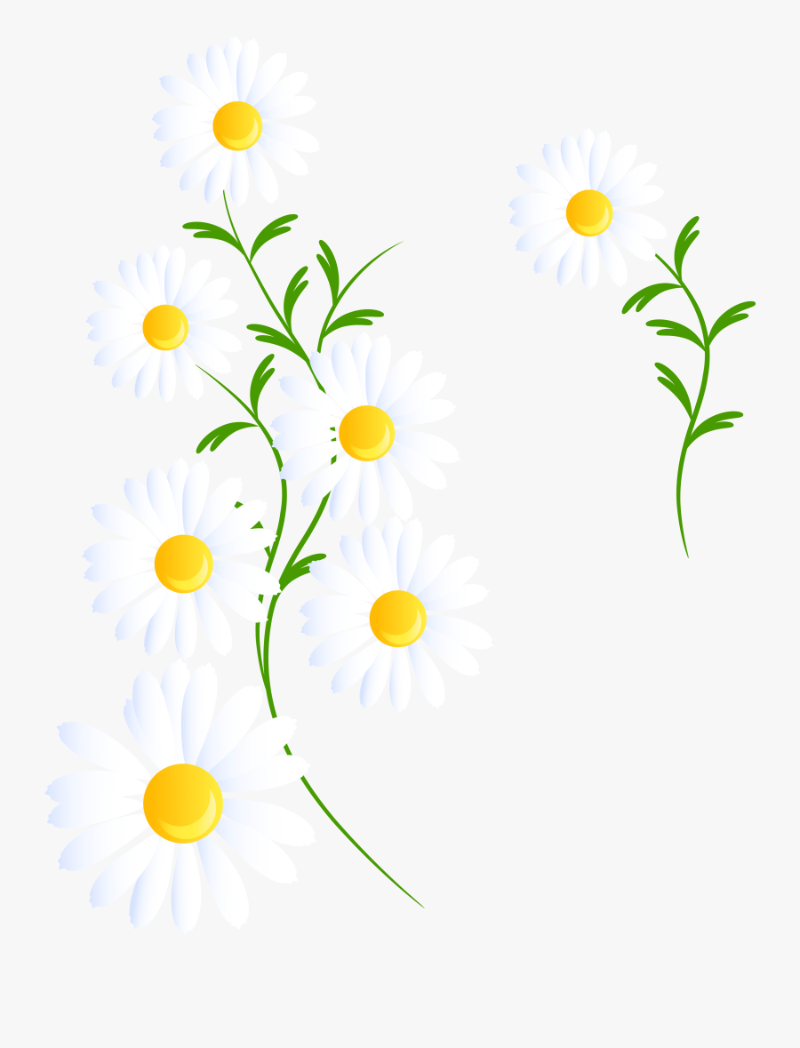 Clip Art Transparent White Decoration Png - Transparent Daisies Clip Art, Transparent Clipart