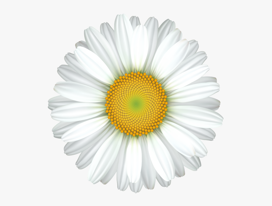 Flower Transparent Clip Art - Transparent Background Daisy Flower Clipart, Transparent Clipart