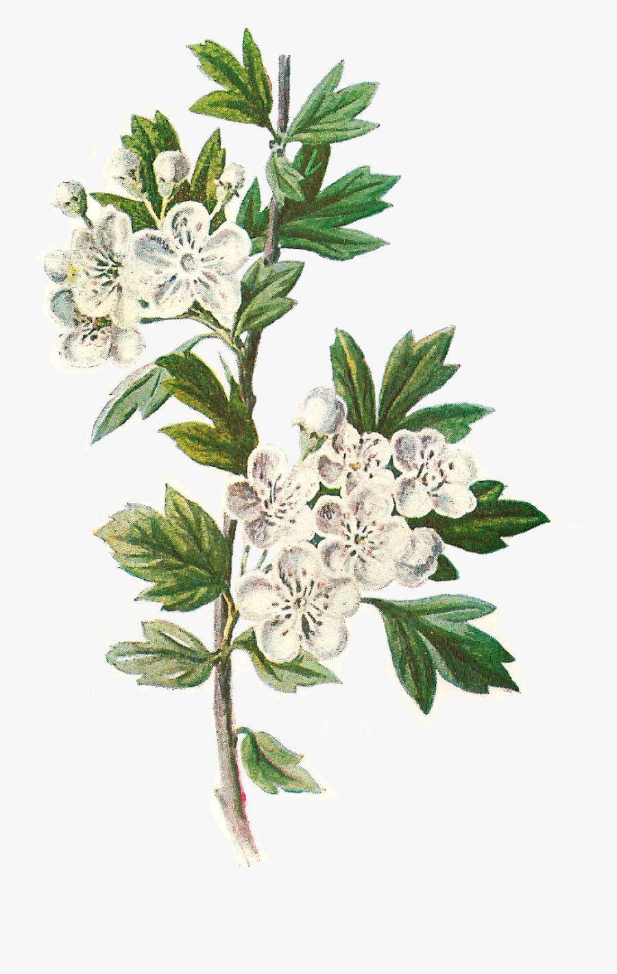 Daisy Flower Png - Hawthorn Flower Illustration, Transparent Clipart