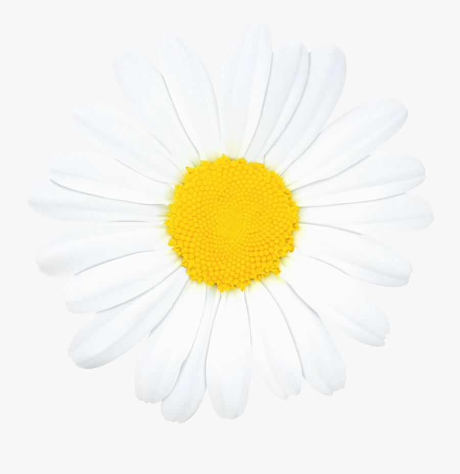 Oxeye Daisy, Transparent Clipart