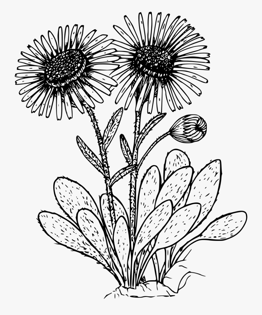 Kern Daisy - Wild Flower Black And White, Transparent Clipart