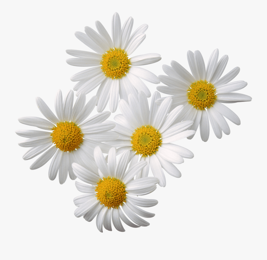 Clip Art Chamomile Desktop Wallpaper Clip - Chamomile Png, Transparent Clipart