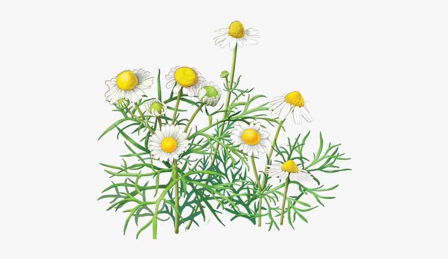 Plant Chamaemelum Nobile Oxeye Daisy Clip Art Illustration - Chamomile Transparent Background, Transparent Clipart
