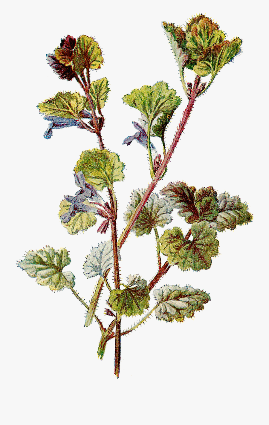 Vintage Daisy Clip Art - Free Vintage Flower Png, Transparent Clipart