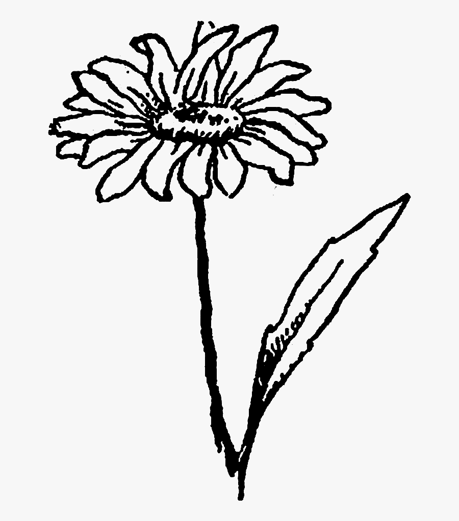 And, The Second Wildflower Image Of A Daisy Flower - Drawing, Transparent Clipart