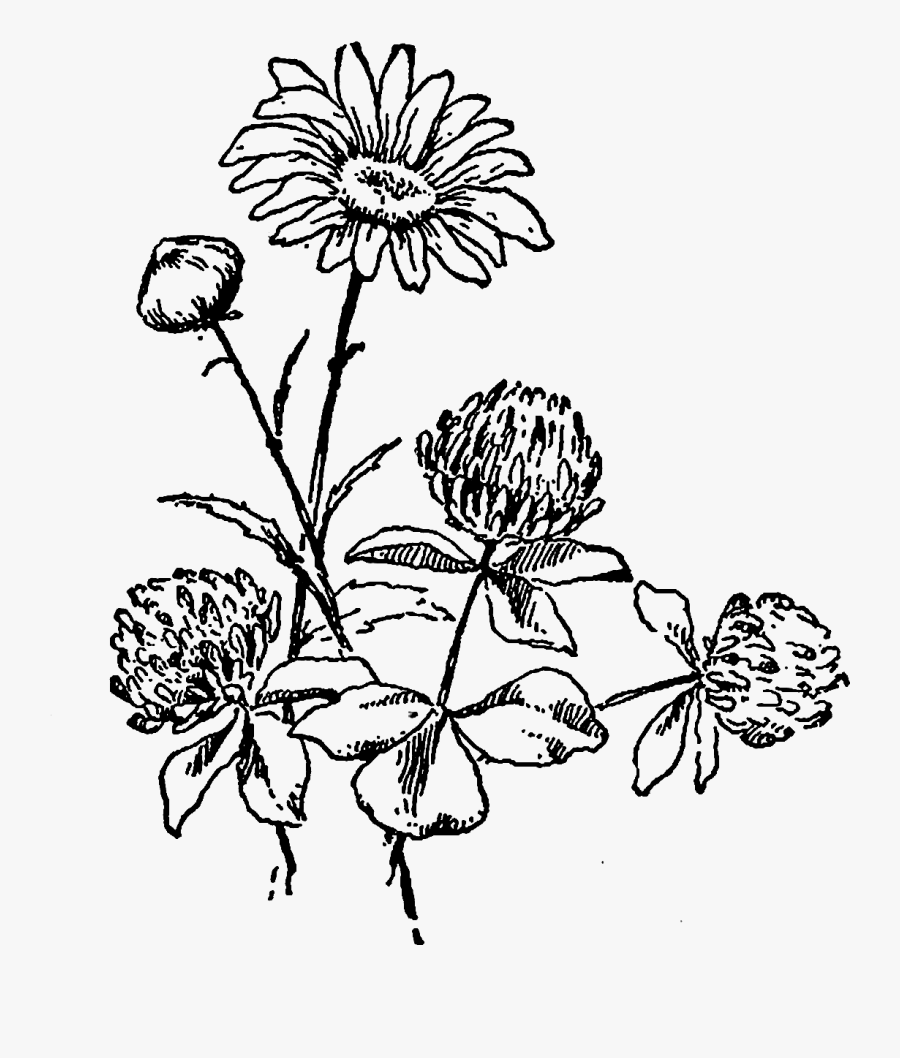 Black And White Wild Flower Clipart, Transparent Clipart