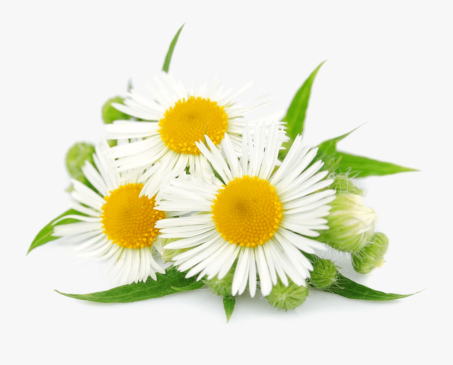 Flower Mayweed Chamaemelum Nobile Chamomile Clip Art - Camomila Romana, Transparent Clipart