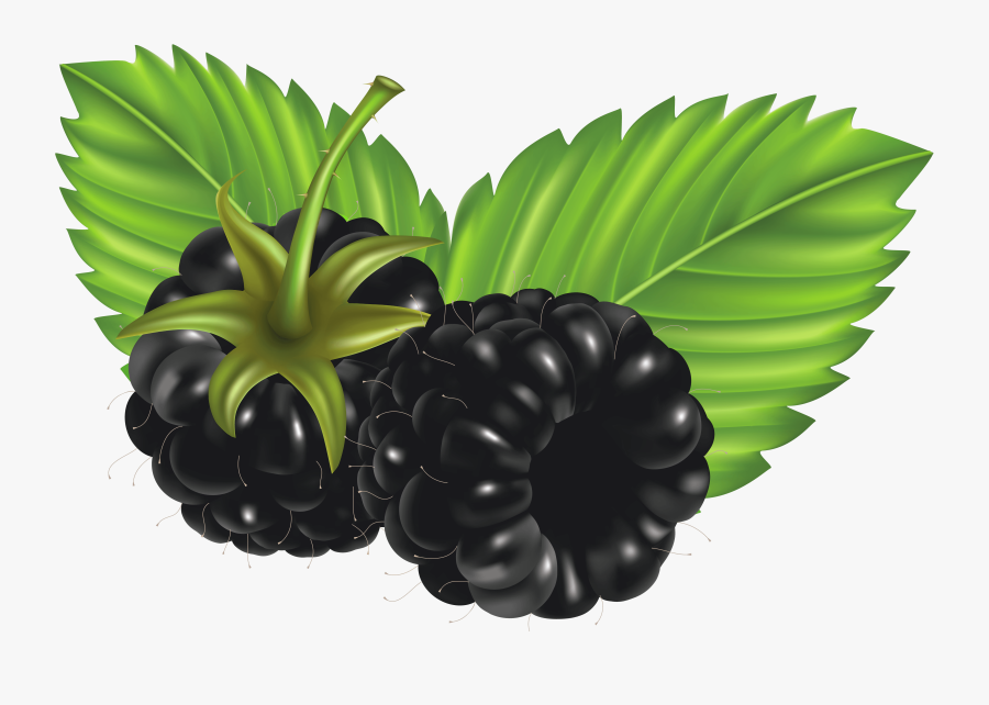 Blackberries Png Vector Clipart Image - Clip Art Black Berries, Transparent Clipart