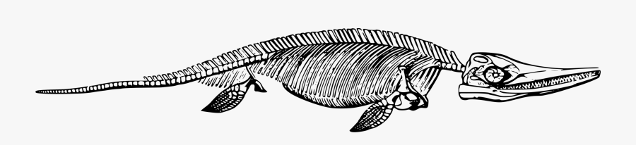 Dinosaur Skeleton Clip .png, Transparent Clipart