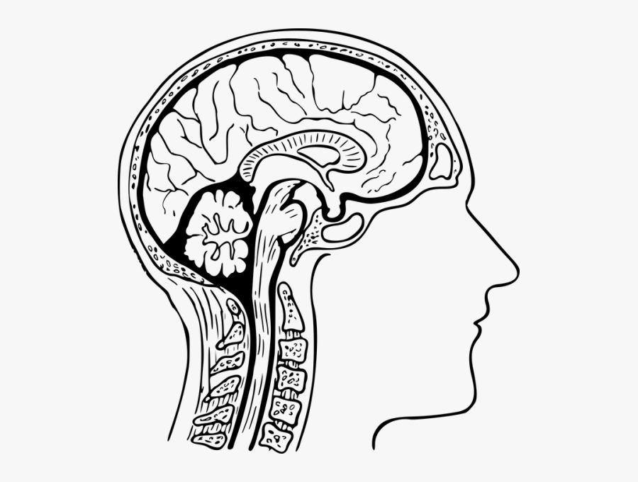 Brain Clipart Smart - Human Brain Diagram Drawing , Free Transparent Clipart - ClipartKey