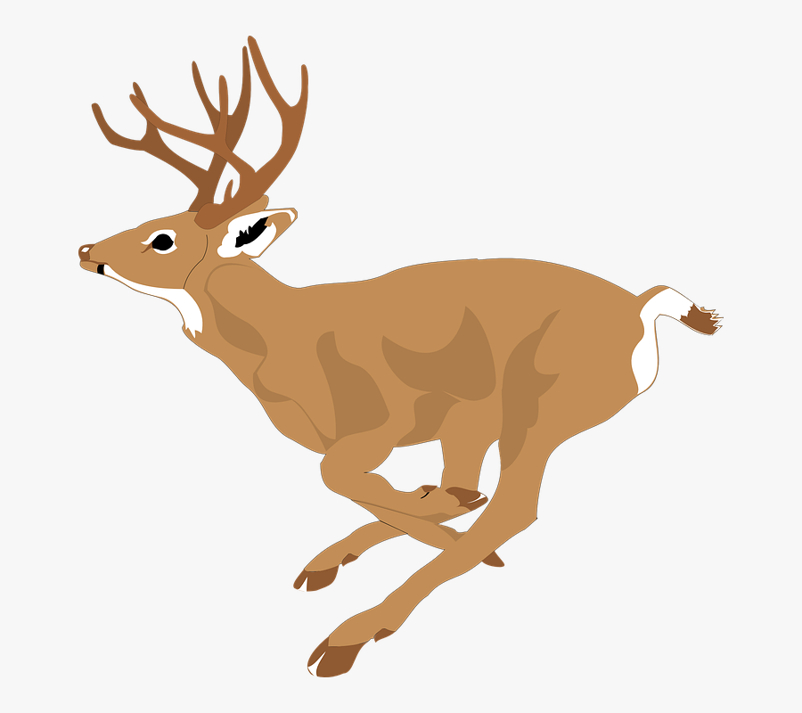 Deer, Run, Side, View, Forest, Leaping, Animal, Fast - Deer Running Clip Art, Transparent Clipart