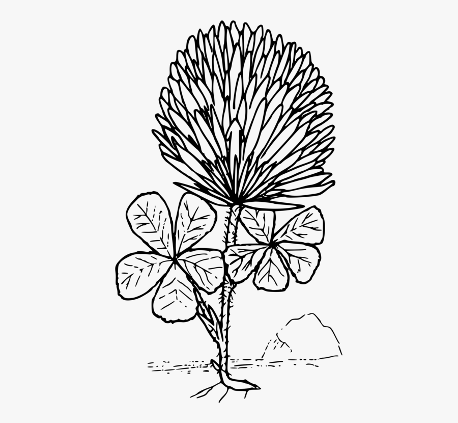 Symmetry,monochrome Photography,petal - Clover Flower Coloring Page, Transparent Clipart