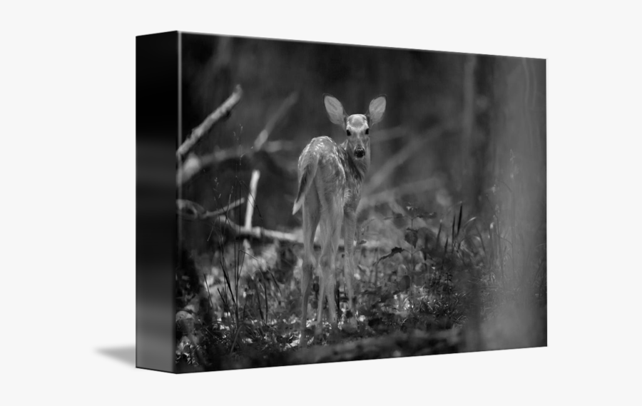 Clip Art Deer Fawn Series By - Monochrome, Transparent Clipart