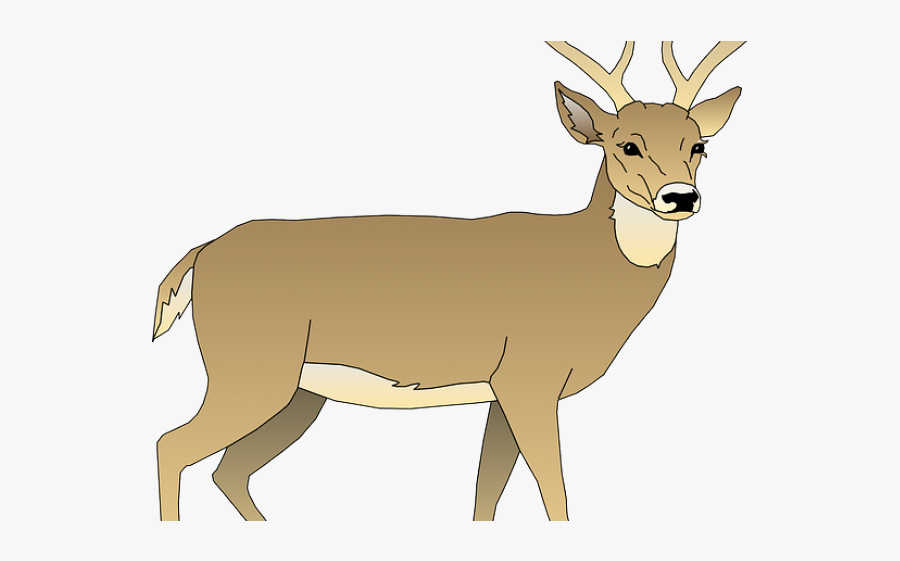 Deer Clipart Transparent Background, Transparent Clipart