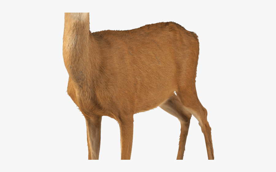 White Tailed Deer Transparent, Transparent Clipart