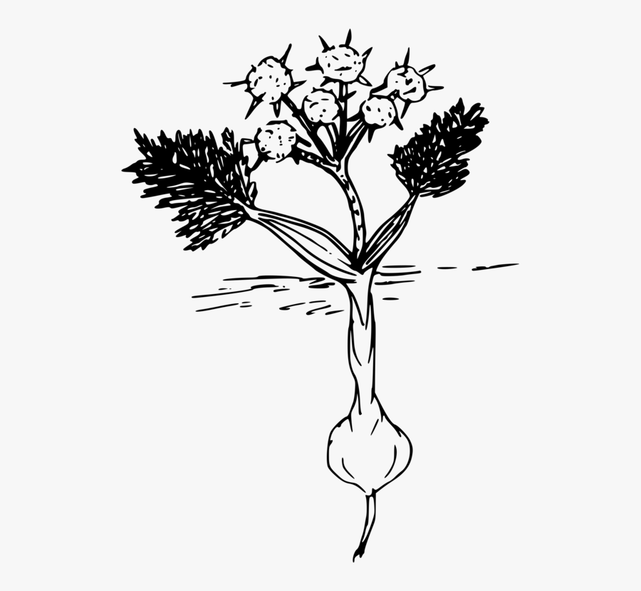 Monochrome Photography,petal,twig - Biscuit Roots, Transparent Clipart
