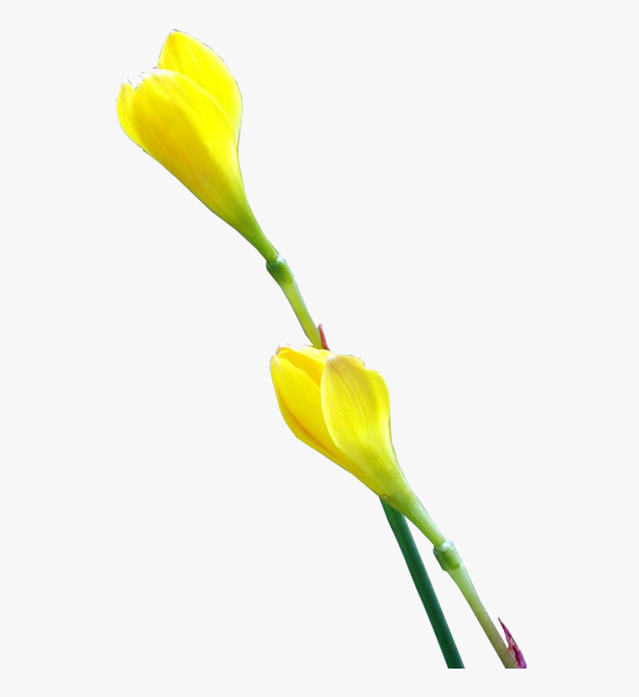 Clipart Psd Png - Tulip, Transparent Clipart