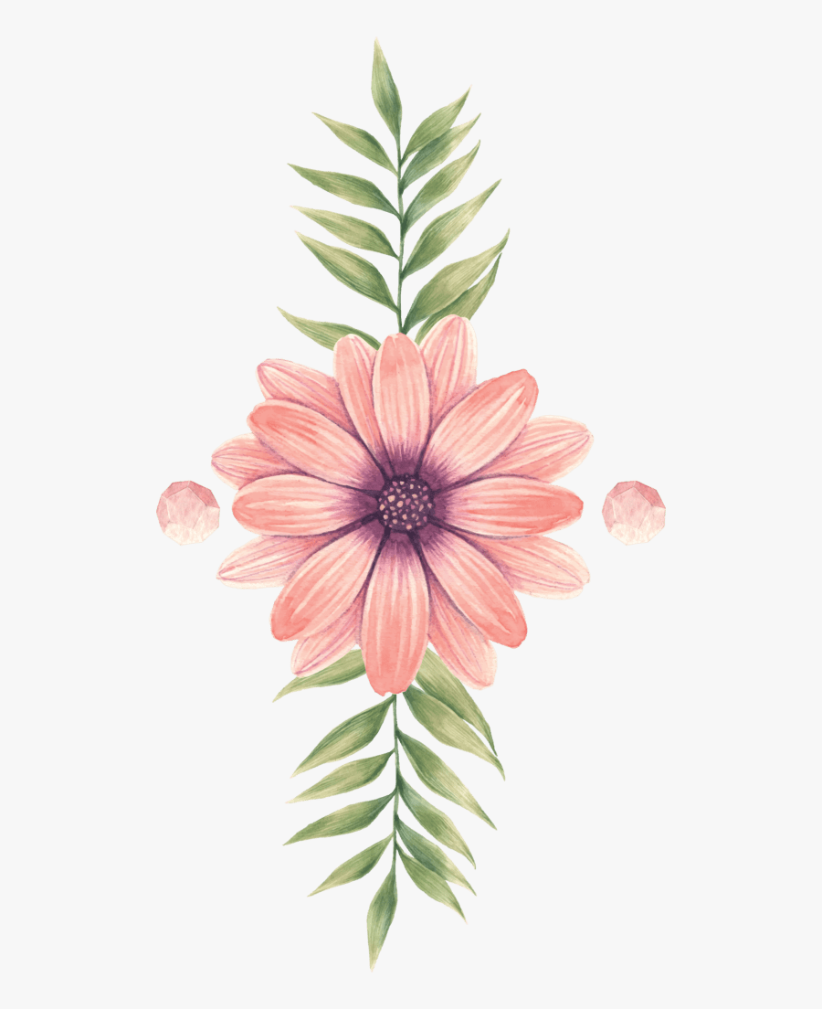 African Daisy, Transparent Clipart