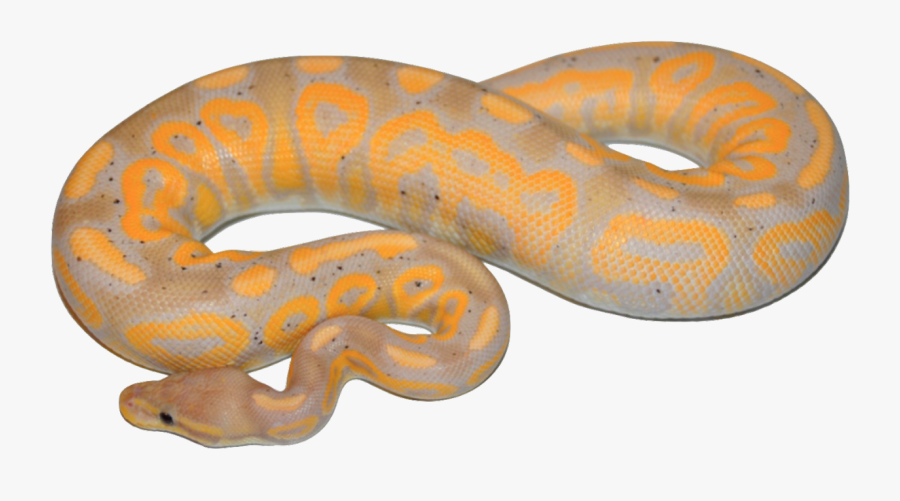 Transparent Boa Constrictor Png - Burmese Python, Transparent Clipart