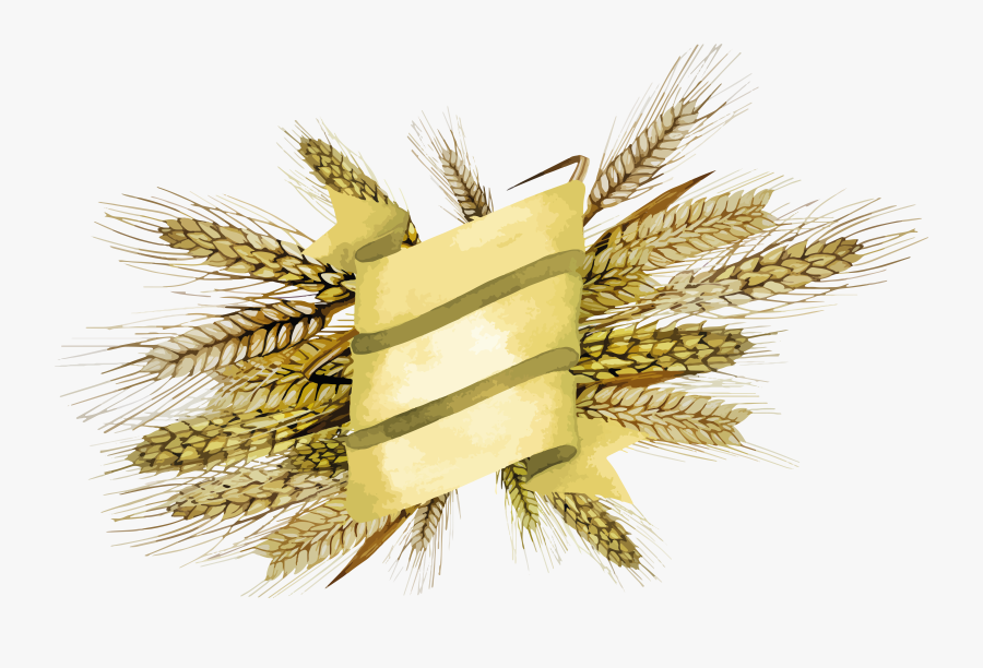 Wheat - Millet Design, Transparent Clipart