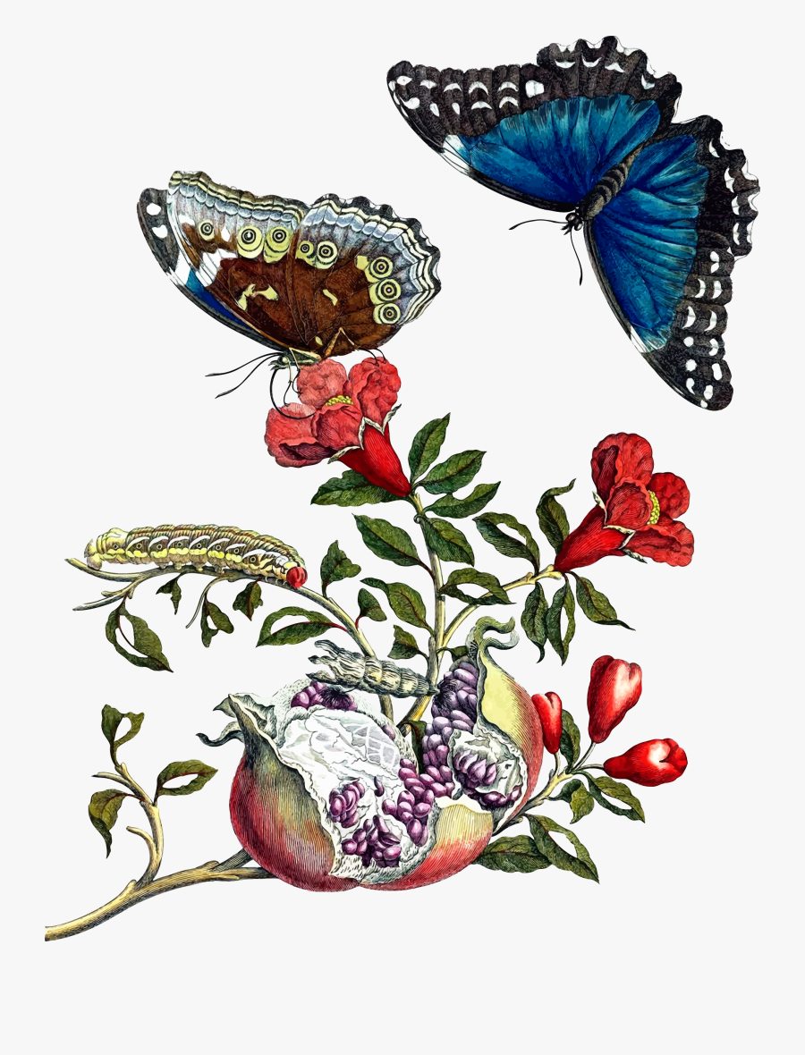 Butterflies On Pomegranate Clip Arts - Maria Sibylla Merian Insect, Transparent Clipart