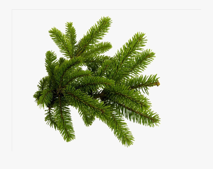 Spruce Branch Clip Art - Christmas Tree Branch Png , Free Transparent