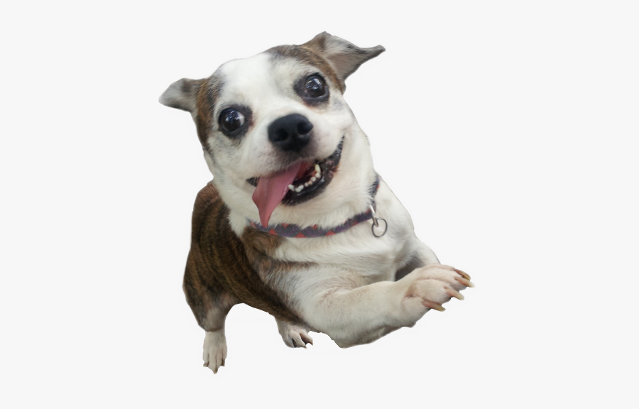 Patches😜#dog #mydog #silly #sillydog #tongue #ftedog - Companion Dog, Transparent Clipart