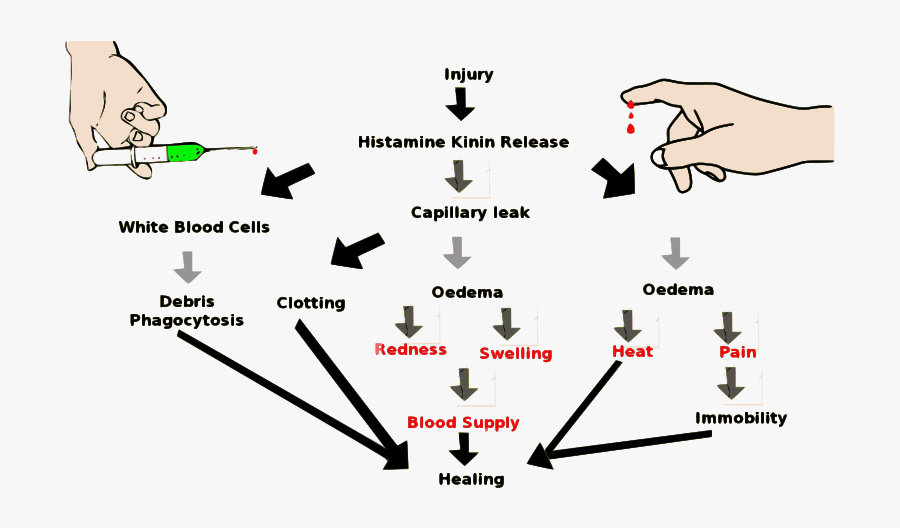 Inflammation Clipart Icon Png - Inflammation, Transparent Clipart
