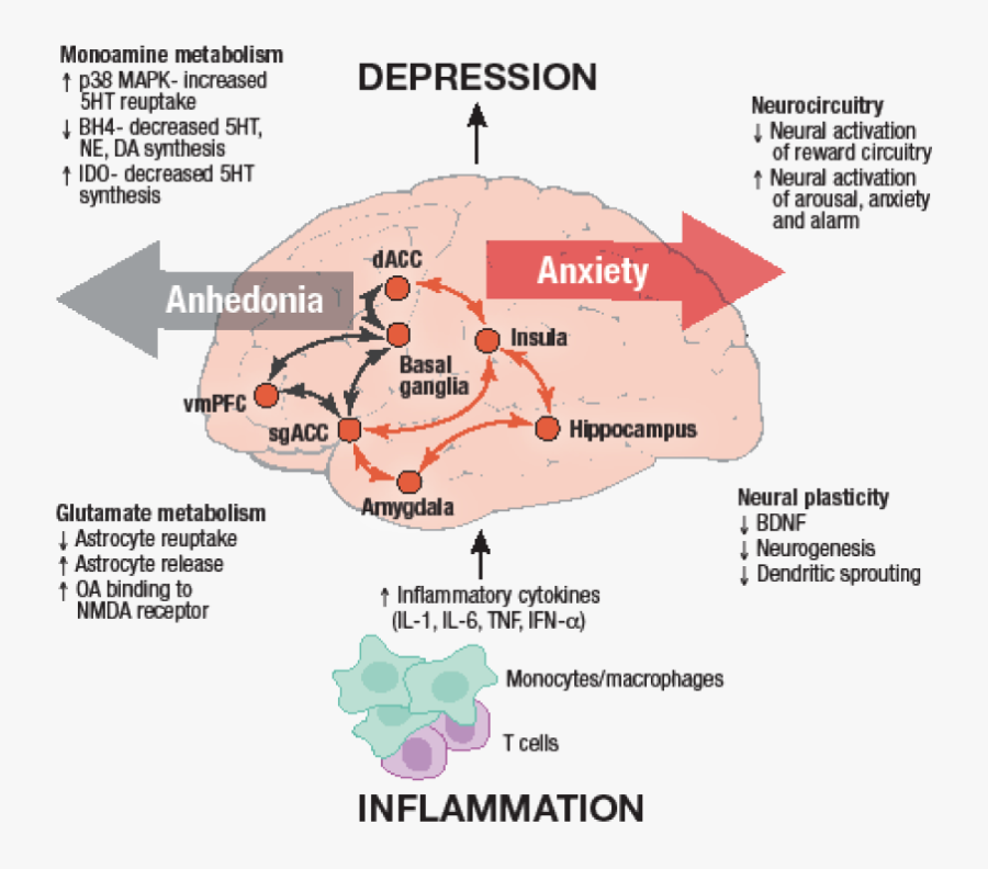 For Example, Administration Of The Inflammatory Cytokine - Inflammation And Depression, Transparent Clipart