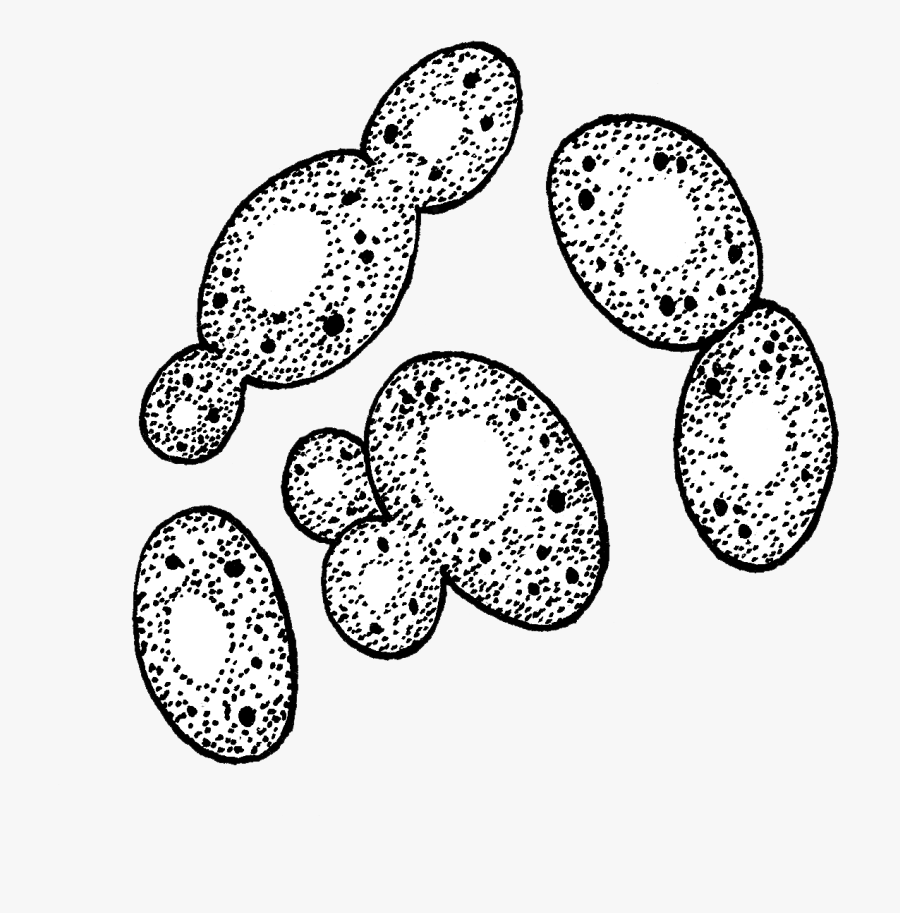 Yeast - Circle, Transparent Clipart