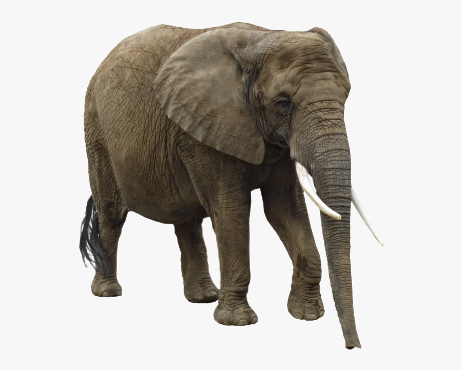 Asian African Clip Art - African Elephant Png, Transparent Clipart