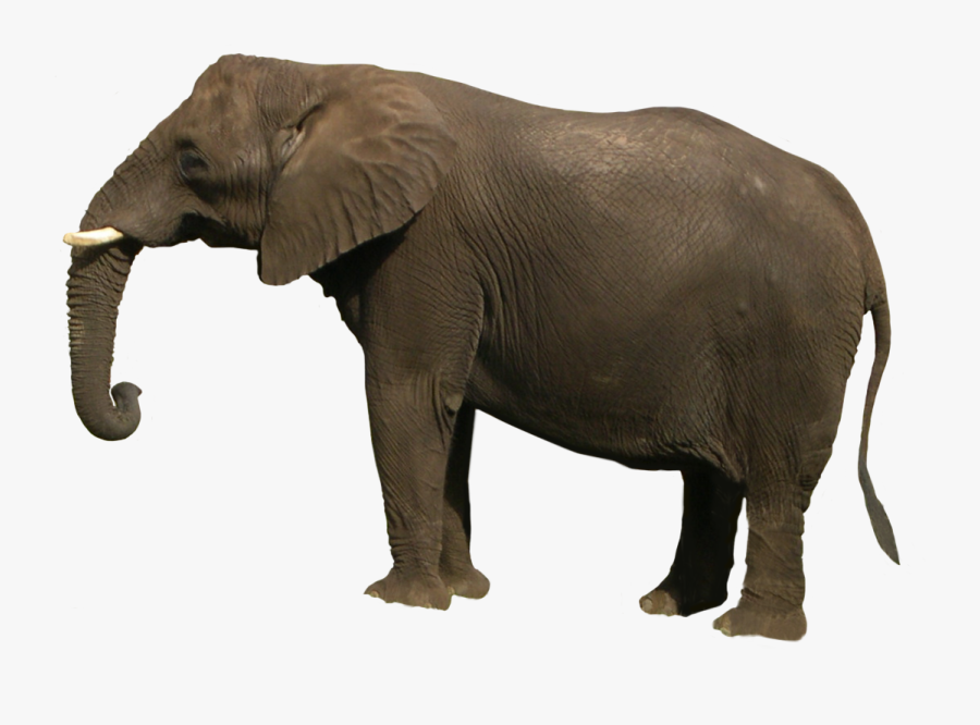 Elephant Images Hd Png, Transparent Clipart