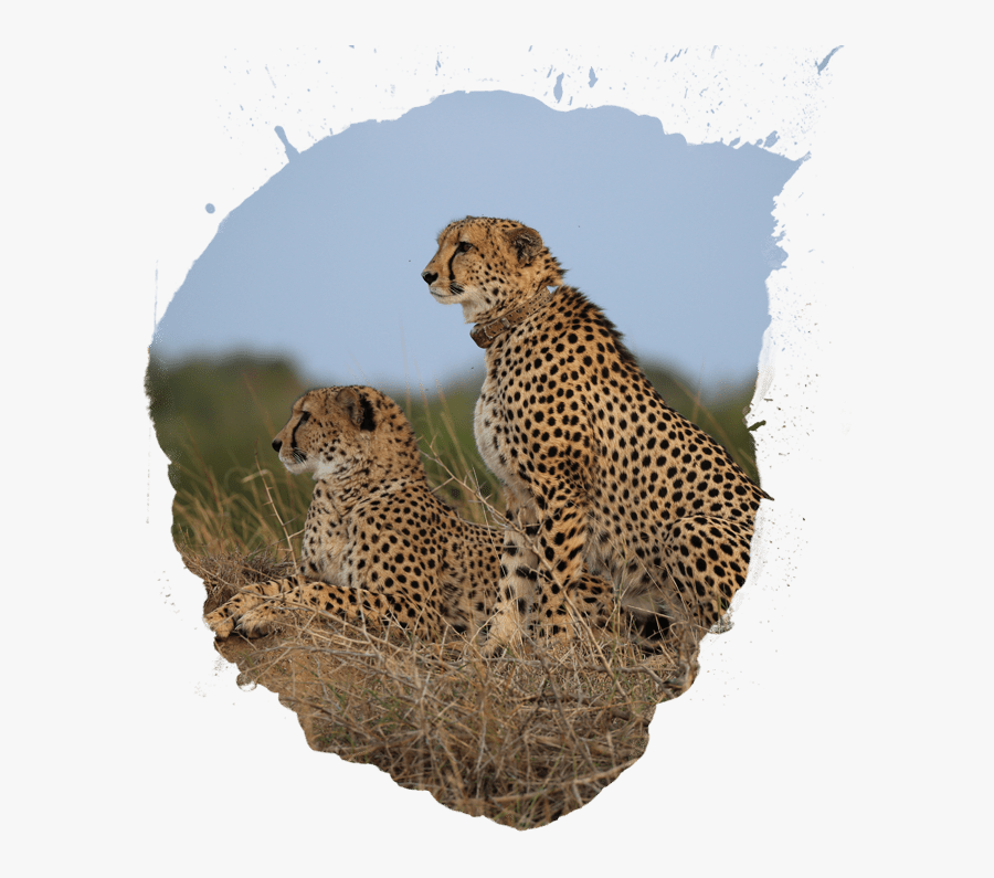 Africa Clipart Animal Population - Cheetah, Transparent Clipart