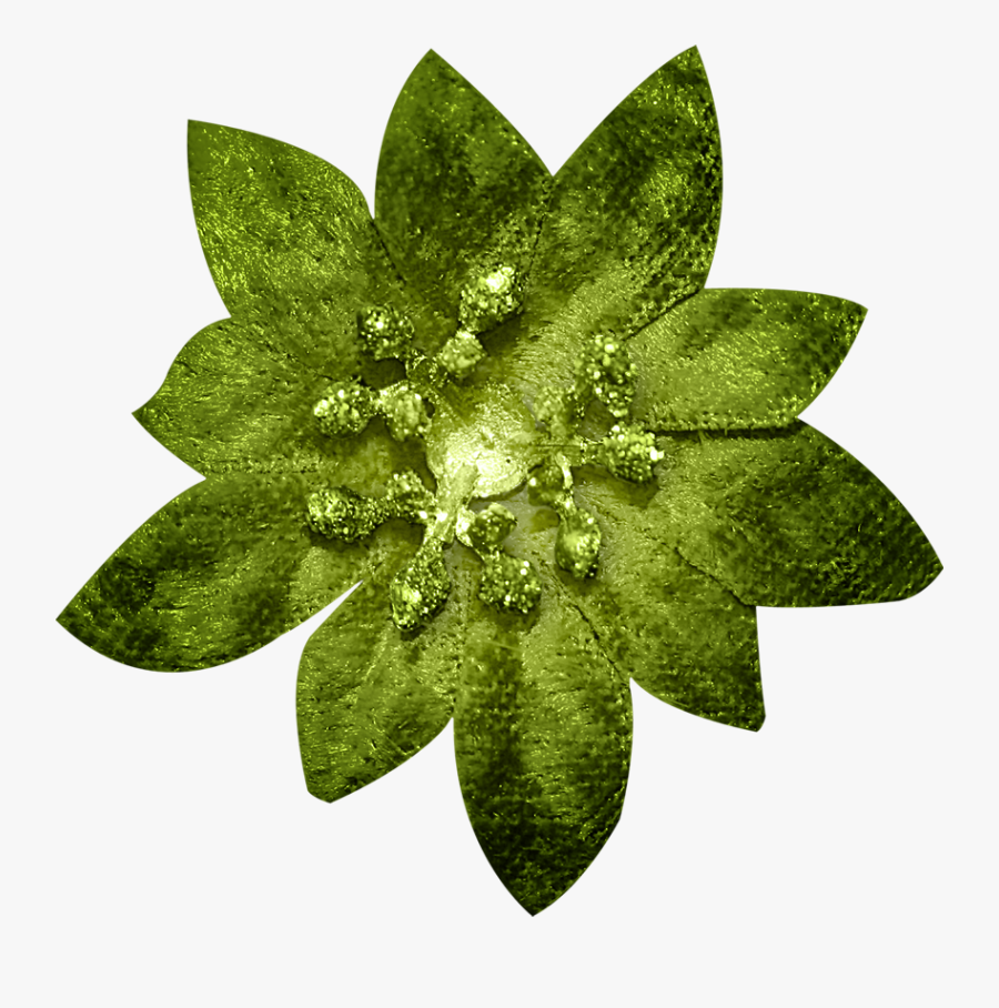 Perennial Plant, Transparent Clipart