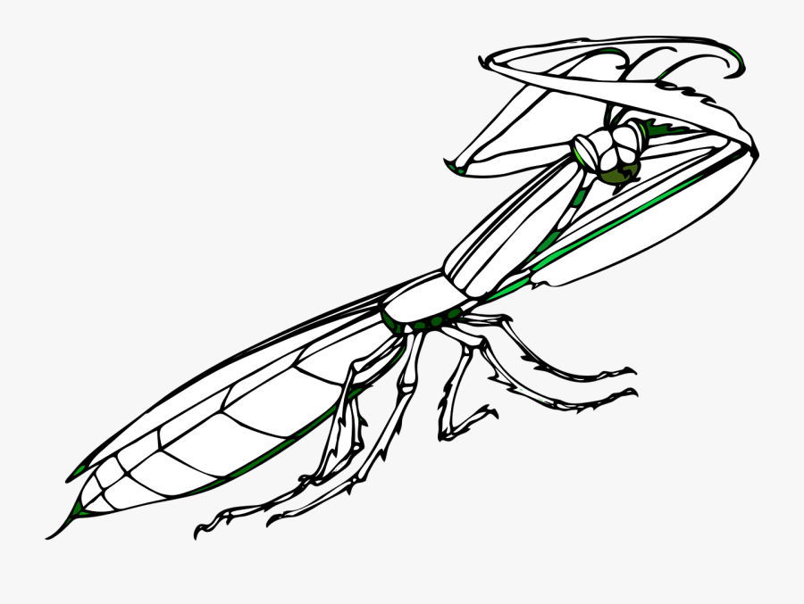 Praying Mantis, Insect, Huge, Arms, Predator, Black - Gambar Animasi Belalang Sembah, Transparent Clipart