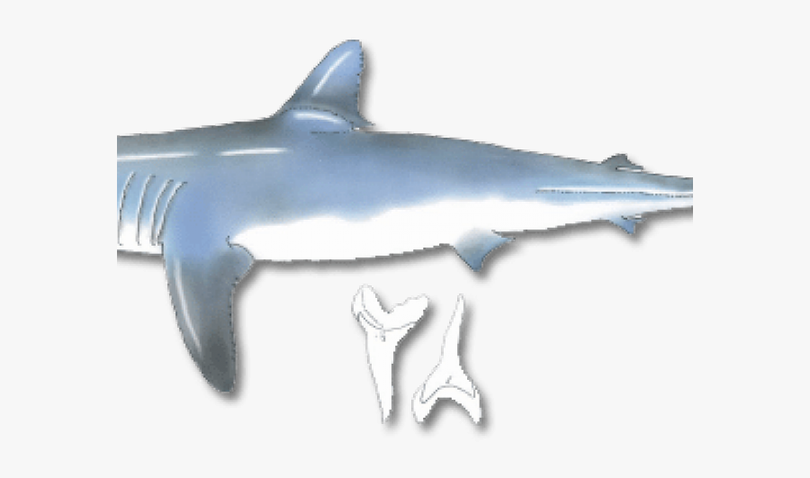 Requiem Shark, Transparent Clipart