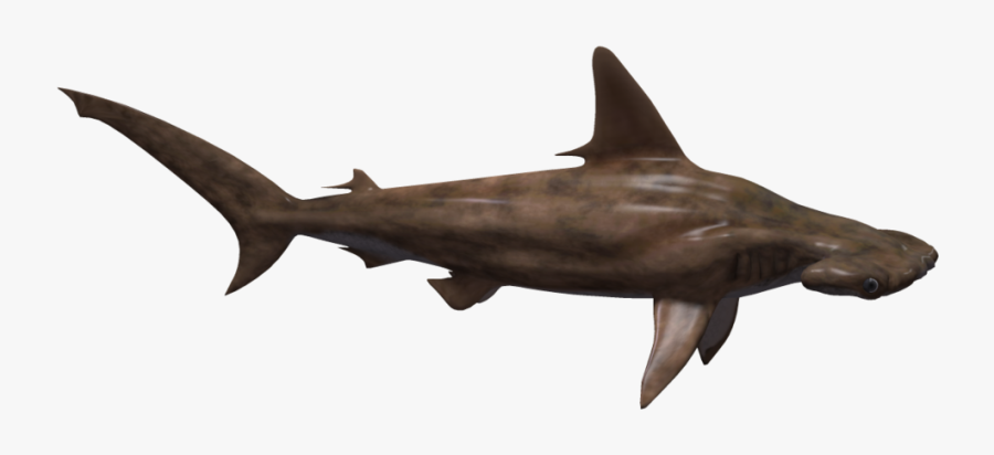 Transparent Shark Clipart Transparent - Hammer Head Side View, Transparent Clipart