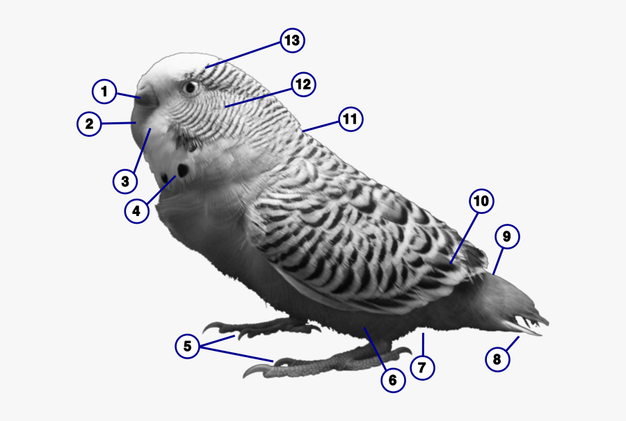 Cere Bird, Transparent Clipart
