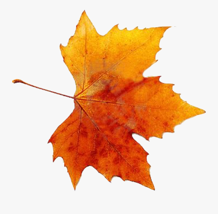 Autumn Leaves, Fallen Leaves, Clip Art, Autumn Colours, - Orange Autumn Leaf Png, Transparent Clipart
