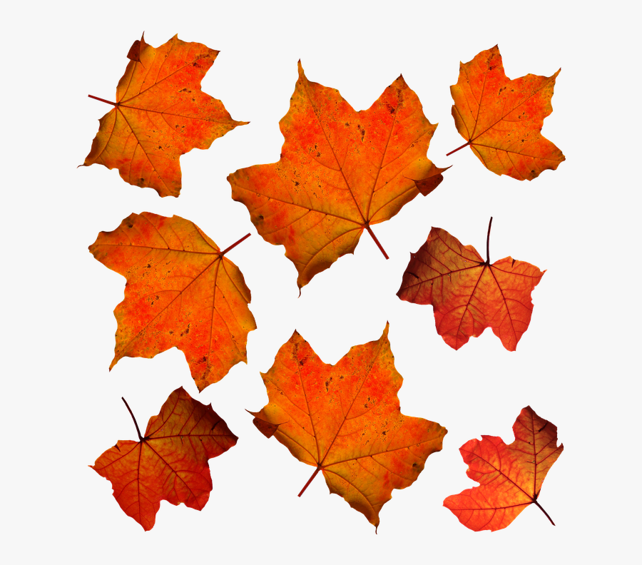 Pictures Of Maple Leaves 13, Buy Clip Art - Laguiole En Aubrac Hunter, Transparent Clipart
