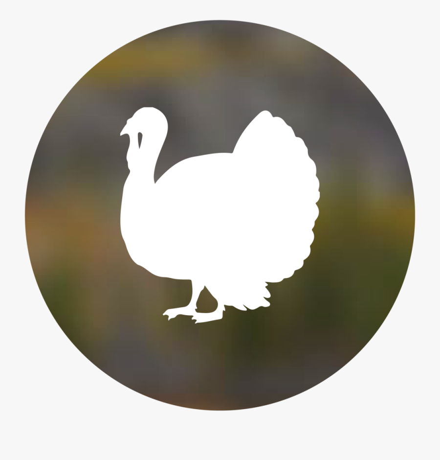Transparent Dodo Bird Png - Duck, Transparent Clipart