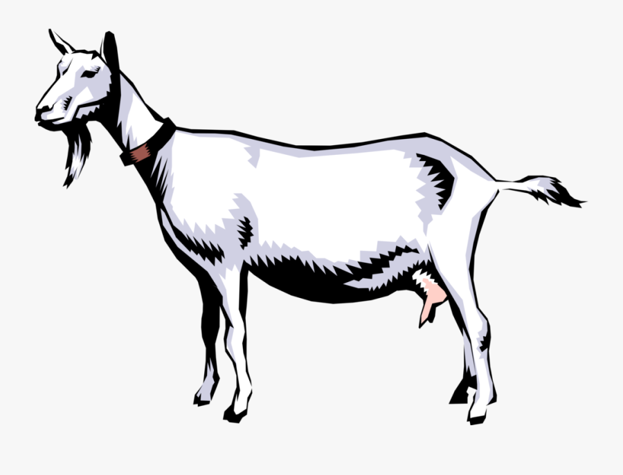 Vector Illustration Of Domestic Billy Goat Clipart - Goat Life Cycle, Transparent Clipart
