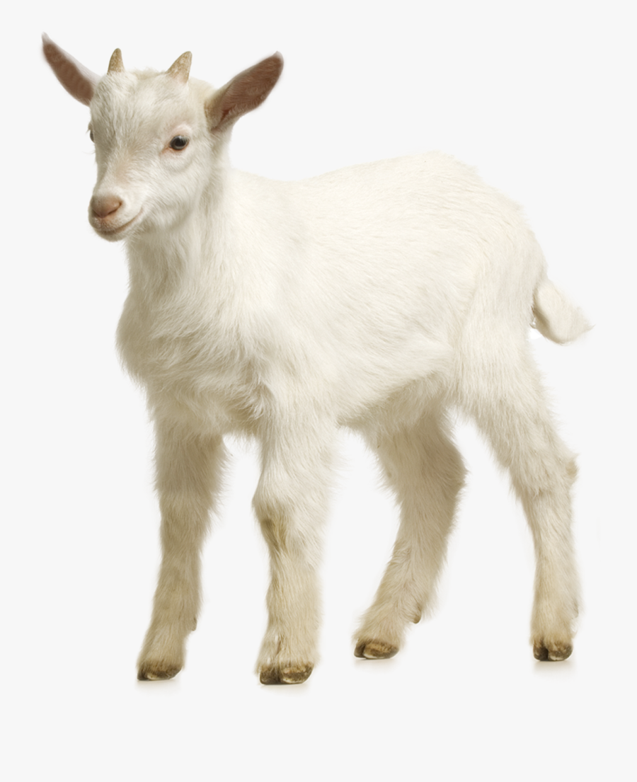 Sheep Farm Goat Free Png Hq Clipart - Baby Goats With Transparent Background, Transparent Clipart